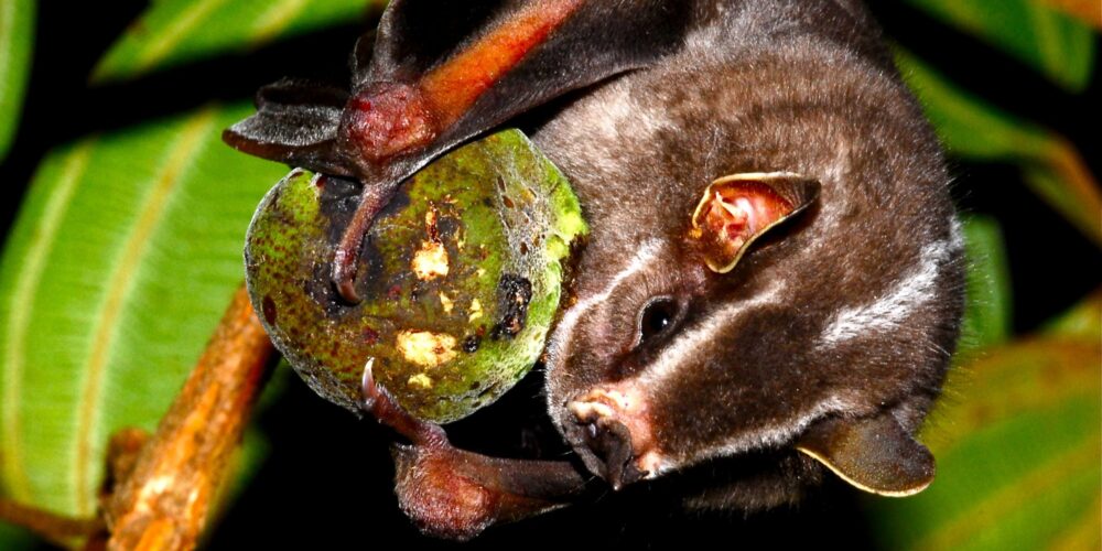 O que aconteceria se os morcegos fossem extintos