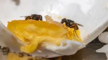 O que atraem as moscas para uma casa