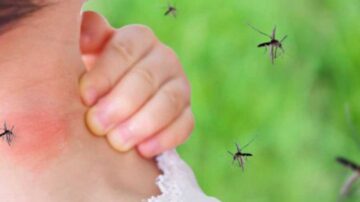 O que atraem os mosquitos para os humanos