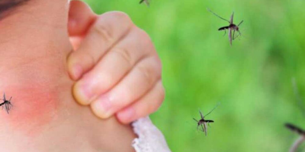 O que atraem os mosquitos para os humanos