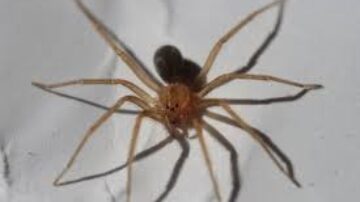 O que atrai as aranhas