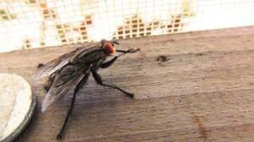 O que atrai moscas dentro de casa