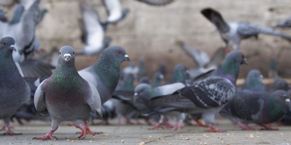 O que causa a doença do pombo