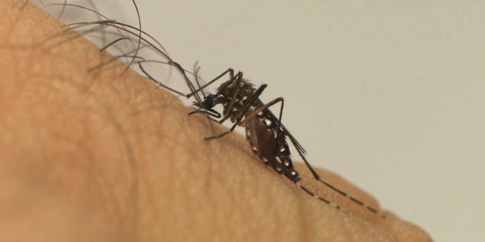 O que colocar na água parada para evitar a dengue
