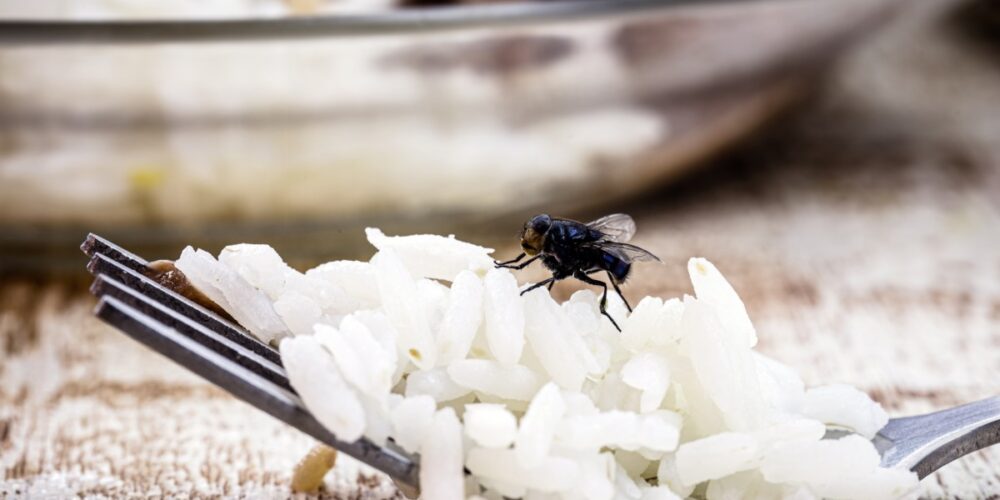 O que é bom para acabar com a mosca