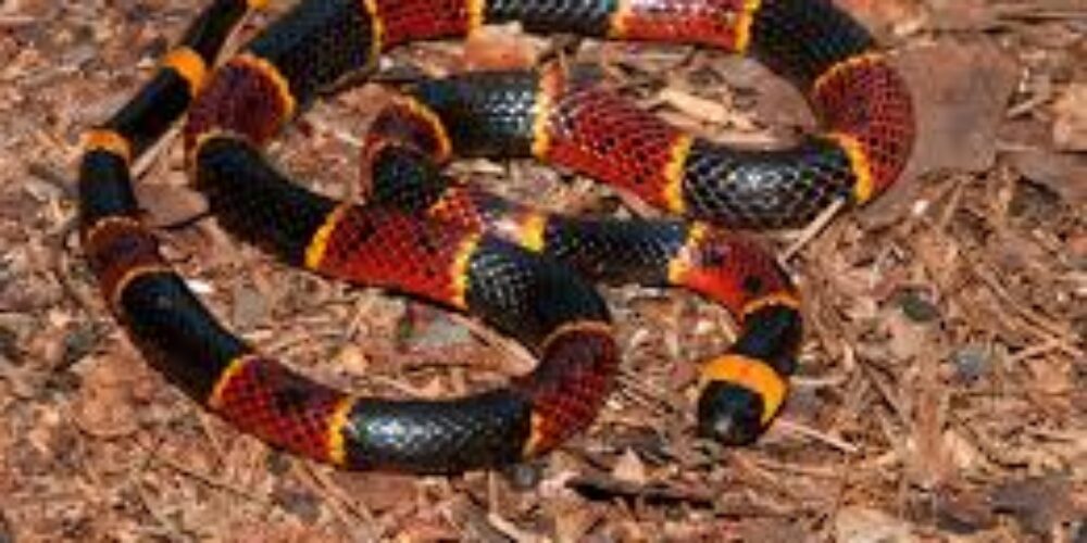 O que é bom para afastar cobra de perto de casa