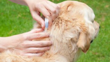 O que é bom para matar pulga de cachorro filhote