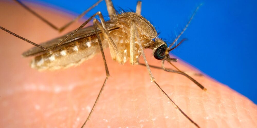 O que é um bom remédio caseiro para matar mosquitos