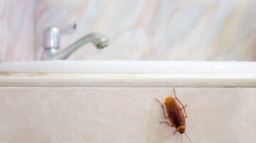 O que fazer para acabar com infestação de baratas