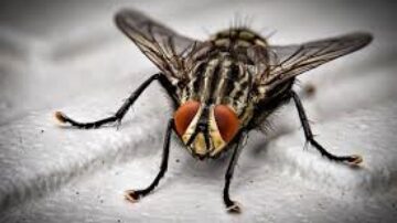 O que fazer para acabar com infestação de moscas