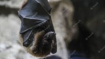 O que fazer para espantar os morcegos