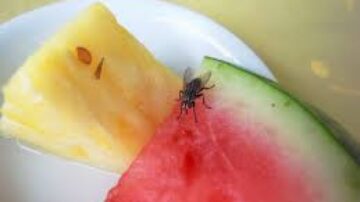 O que fazer quando a mosca bota ovo na comida