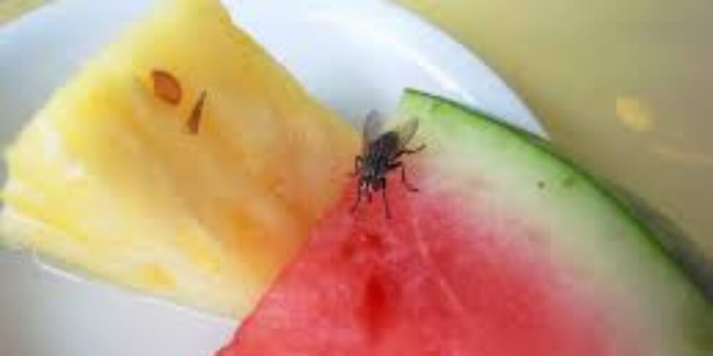 O que fazer quando a mosca bota ovo na comida
