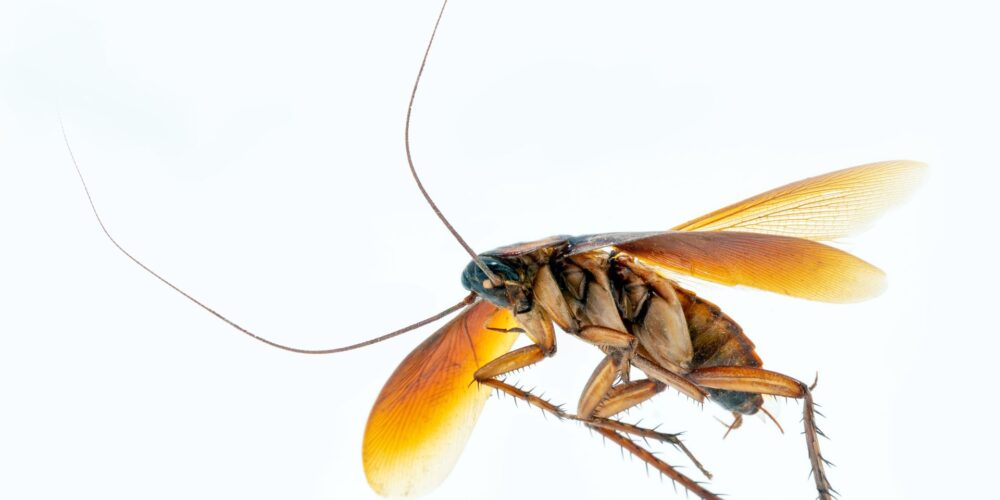 O que fazer quando aparece uma barata voadora