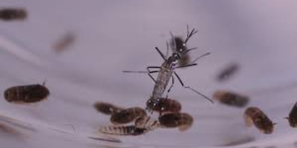 O que fazer se encontrar mosquito da dengue em casa
