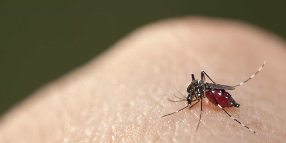O que fazer se for picado por um mosquito da dengue