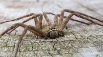 O que jogar na aranha para ela morrer