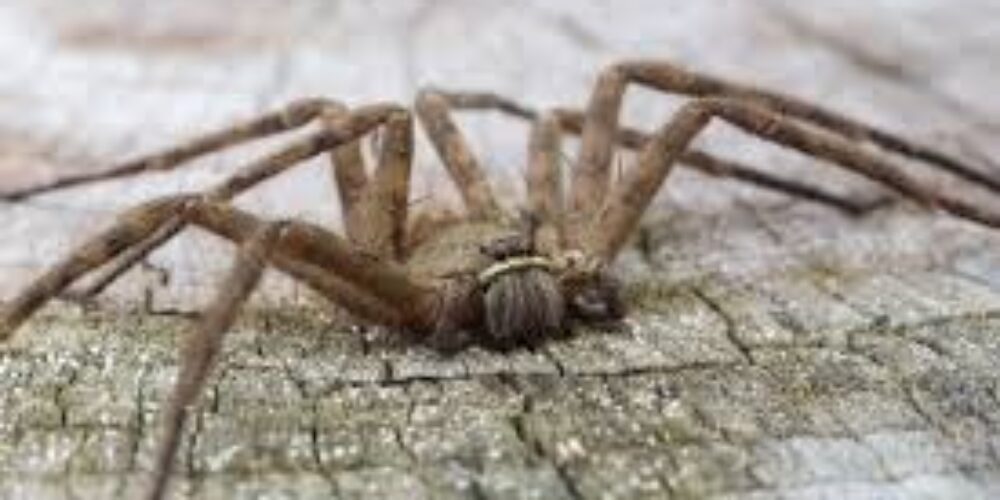 O que jogar na aranha para ela morrer