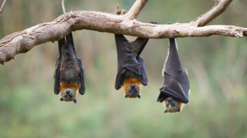 O que o morcego faz durante o dia