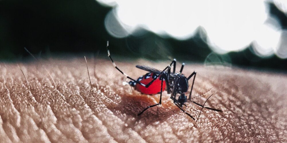 O que o mosquito da dengue não gosta