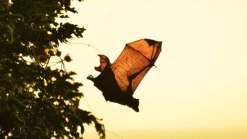 O que os morcegos não gostam
