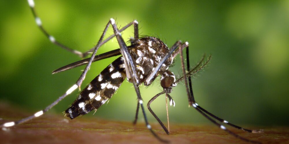 O que pode matar o mosquito da dengue