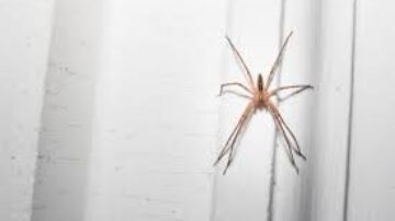 O que pode ser quando aparece aranha dentro de casa