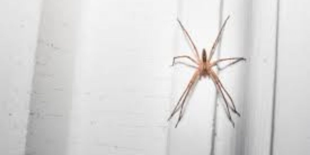 O que pode ser quando aparece aranha dentro de casa