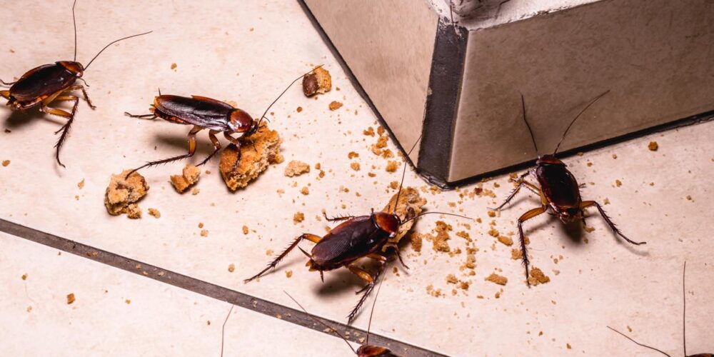 O que significa quando aparece muita barata em casa