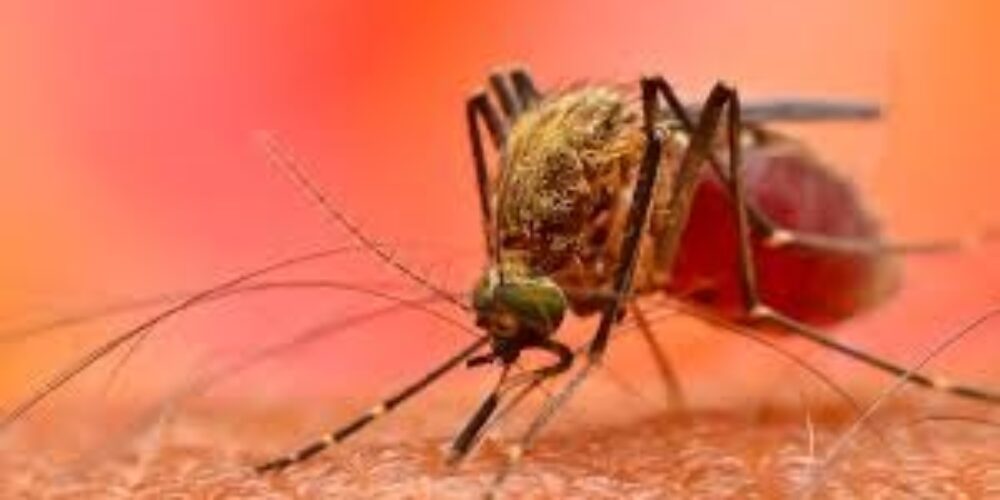 O que um mosquito pode causar