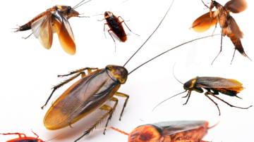 O voo das baratas: Como esses insetos desenvolveram a capacidade de voar