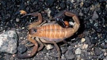 Onde o escorpião gosta de ficar dentro de casas