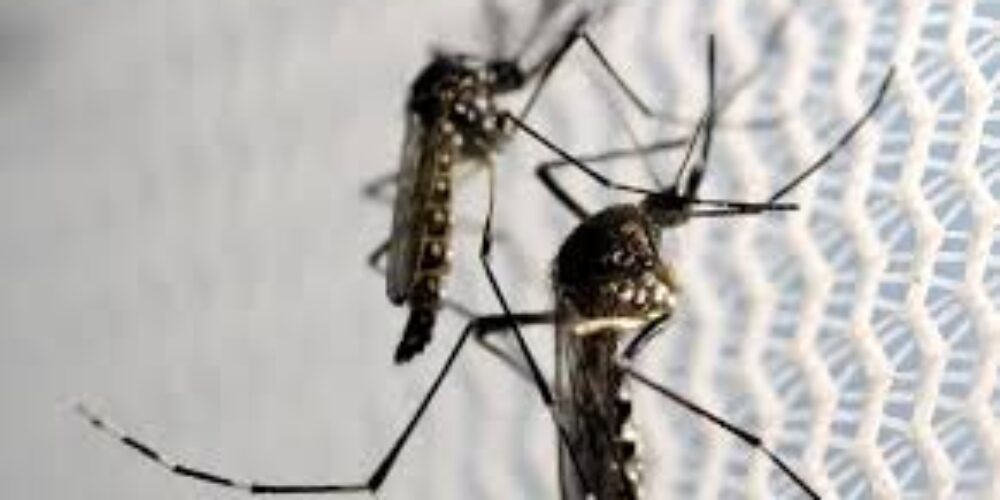 Onde o mosquito da dengue costuma picar