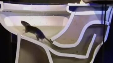 Os ratos podem subir no vaso sanitário