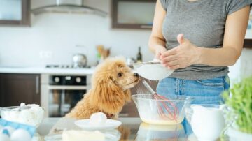 Pode dar banho em seu cachorro com bicarbonato de sódio