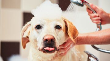 Pode dar banho em um cachorro com vinagre