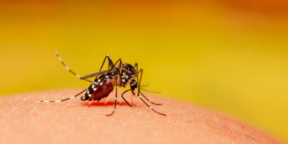 Pode pegar dengue 5 vezes