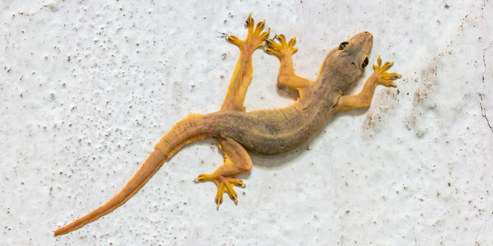Pode pegar lagartixa com a mão
