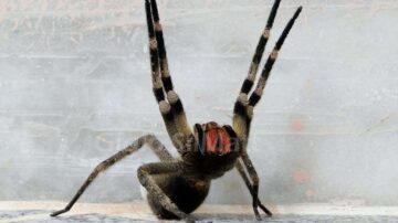 Por que a aranha é venenosa