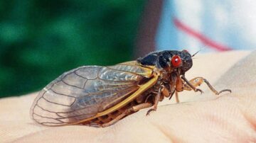Por que as cigarras fazem barulho