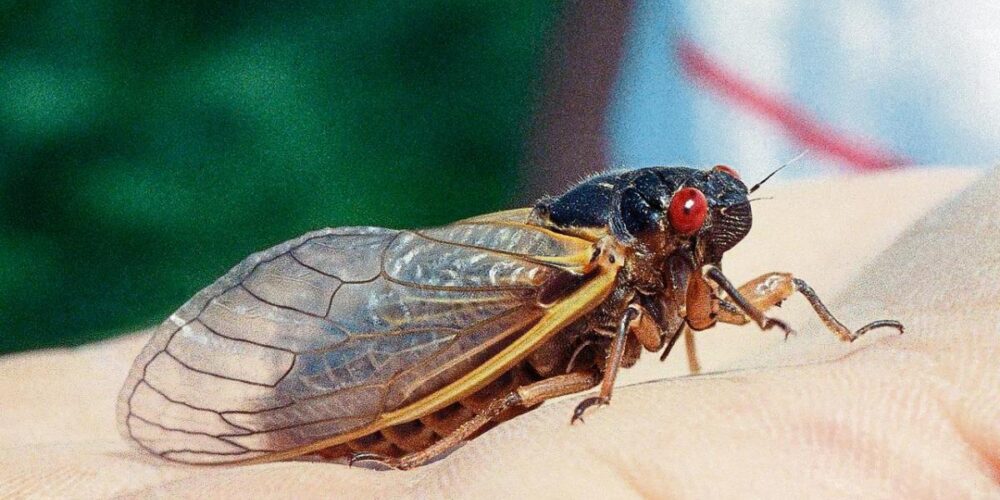 Por que as cigarras fazem barulho