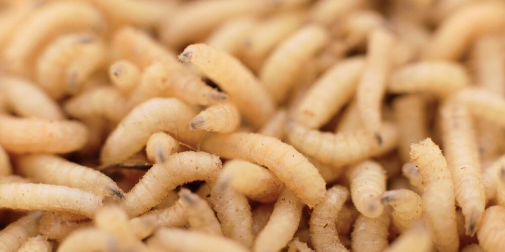 Por que as moscas colocam larvas na comida