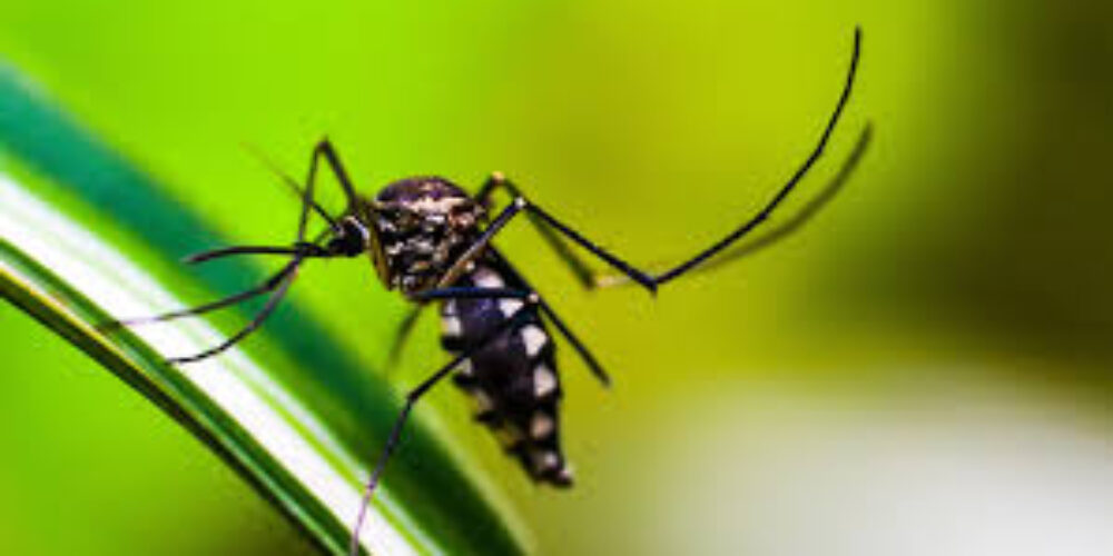 Por que o mosquito que carrega a dengue não fica doente