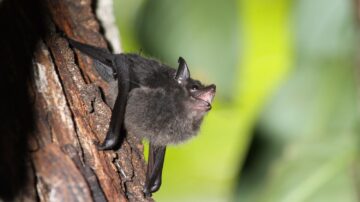 Por que o nome morcego