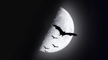 Por que os morcegos não gostam da luz