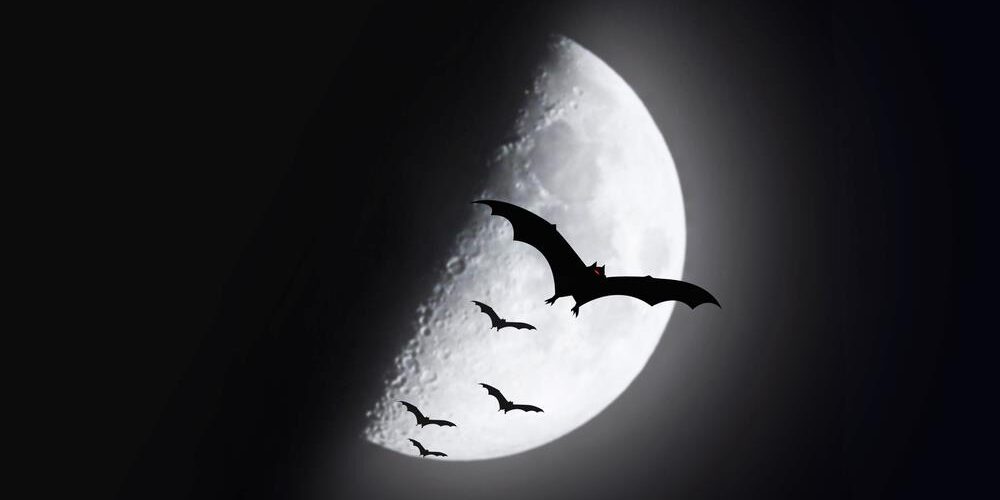 Por que os morcegos não gostam da luz