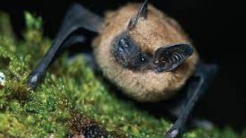 Por que os morcegos não gostam de luz