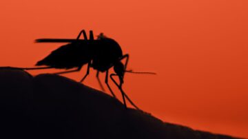 Por que os mosquitos são mais ativos à noite