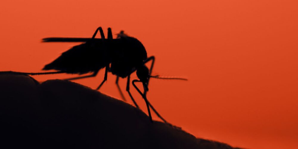 Por que os mosquitos são mais ativos à noite