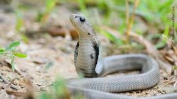 Porque a cobra entra dentro de casa